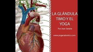 El sistema Inmune y el Yoga