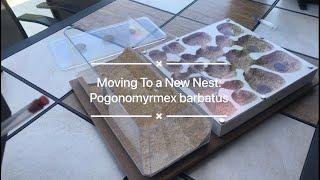 Moving my Red Harvester Ants into the New Nest