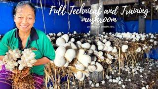 Full Technical and Training how to make straw mushroom | At surin mushroom farm