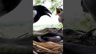 "Nest Defenders: Nestlings vs. Venomous Snakes!"