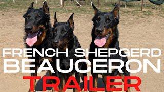 BEAUCERON - French Shepherd Dogs!  Trailer! DogCastTV!