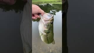 I Caught This Giant Largemouth Bass Out Of My childhood Pond!! #shorts