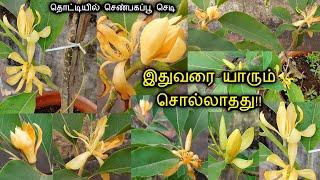 மாடியில் செண்பகப்பூ வருடம் முழுவதும் நிறைய பூக்கள் பூக்க Super Tips! Shenbagam plant care in Tamil