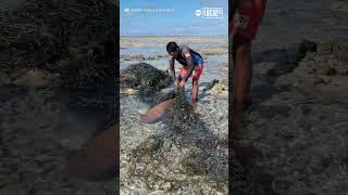 This Natural Parks employee in the Philippines is being applauded for rescuing a trapped shark! 