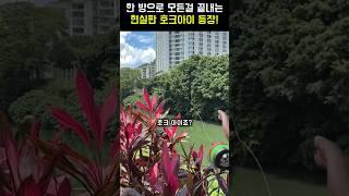 양산형 호크아이! 원샷원킬의 달인!