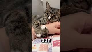 猫咪的离别信号：千万别忽视这些预兆️‍🩹 #新手养猫 #养猫经验分享 #养猫攻略 #养猫知识 #貓咪 #cat #萌寵 #寵物 #pets #猫咪行为学 #猫咪的迷惑行为 #貓咪日常