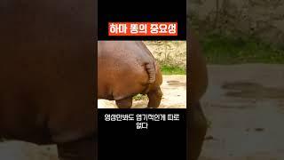 하마 배설하는 똥의 중요성