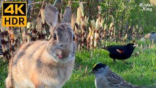 Videos for Cats to Watch  Cute Birds, Squirrels, Bunnies on the Green Grass  8 Hours(4K HDR)