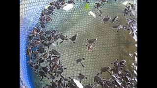 Turtle Sanctuary in Cherating, Malaysia