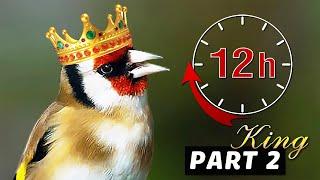 GOLDFINCH 12h Training King Part 2