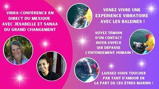 Laissez-vous toucher par tant d'amour des Baleines ! Vibra-conférence avec Jésabelle et Sanaa