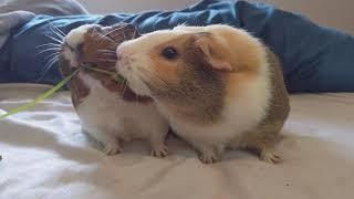 Guinea Pigs Fight And Go Crazy Over Cilantro