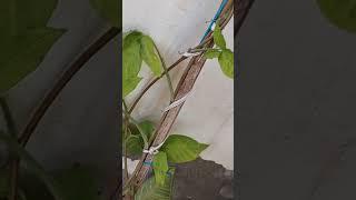 Plant kharb ho reya na#varinderjit#gardening#and#vlog#channel#