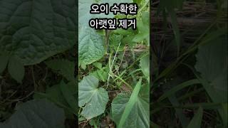 오이 수확 후에 아랫잎을 제거 해야 병에 잘 걸리지 않습니다