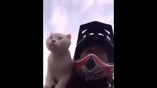 Viral video of Bike ride with cat on owner shoulder .