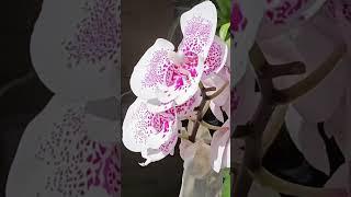 #орхидеи #орхидеяфаленопсис #оранжерея #orchid