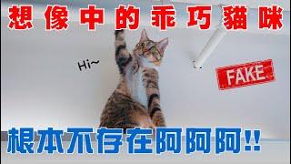 【豆漿 - SoybeanMilk】想像中的養貓很美好　現實卻很殘酷