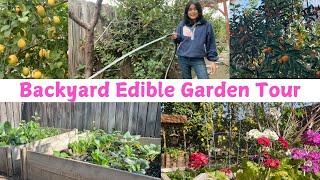 Filipino Backyard Edible Garden Tour  