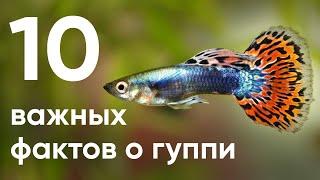 10 важных фактов о гуппи которые надо знать каждому аквариумисту