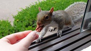 The most gentle baby squirrel