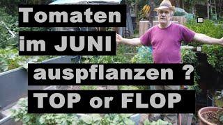 Tomaten Ende JUNI auspflanzen? TOP oder FLOP?