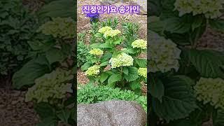 진정인가요송가인