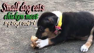 Small dog eats chicken meat episode 364| By Dog Food TV