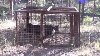 Feral pig trapping in SE Qld - July 2017