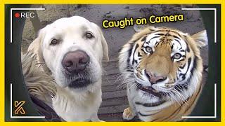 SHOCKING Animals Caught On Camera Moments 