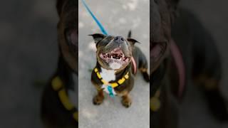 Found a Blind Puppy (who is SOO sweet)  #dogphotography #streetportraits