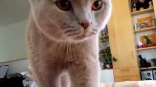 Sochi The Cat: Waiting for breakfast / s01.e05 HD