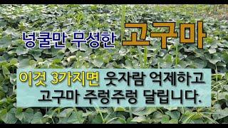 넝쿨만 무성한 고구마 이것 3가지면 웃자람 억제하고 고구마 주렁주렁 달립니다. #고구마 많이 달리는 방법 # 주말 농장 고구마 가꾸기.