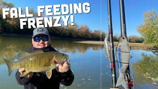 ABSURD Fall Feeding Frenzy on the Great Miami River!