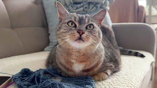 "I'm a knitting kitty"