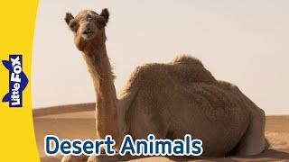 Fascinating Desert Animals | Camels, Geckos, Ostriches, and More l Meet the Animals l Little Fox