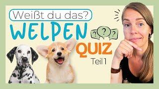 WELPENERZIEHUNG - Wie gut kennst du dich aus zum Thema Sozialisierung, Beißhemmung & Spielzeug?