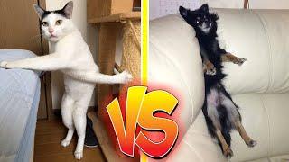  FUNNIEST PET COMPETITION  [CATS vs DOGS]