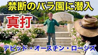 【みんな知らない】語られない本当のイングリッシュローズ公開します　　　　　　【カーメン君】【園芸】【ガーデニング】【デビッドオースチン】