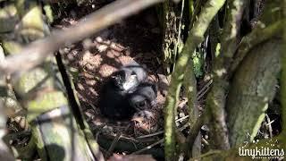 Three tiny kittens rescued from a ravine!