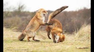 Funny States of Animals #4