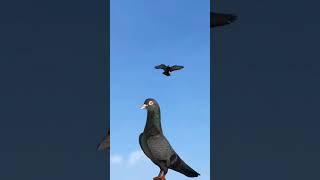 Teddy Kabootar Ki Shorts Video #shorts #pigeon #kabootar #viralvideo