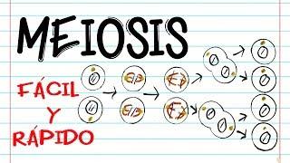  División celular: MEIOSIS  | FASES | [Fácil y Rápido] | BIOLOGÍA |