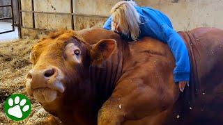 Gentle Giant Bull Has Special Bond With Woman Who Raised Him