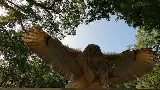 Siberian Eagle Owl slow motion flight and landing