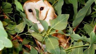 4. 30 min. documentary about Cyprus Barn owl (Tyto alba)  by George Konstantinou