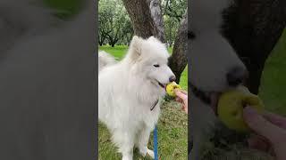 Яблоки #самоед #самоед #dog #samoyed #babydog #puppy #animals #samoyedclub #apple #summer #funny