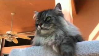 Siberian Forest cat "Nikolai "Nicky" Aleksei talking to the