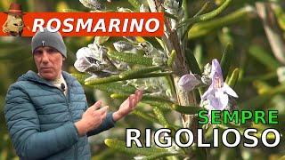 Come matenere vigorose le piante di Rosmarino