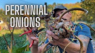 EGYPTIAN WALKING ONIONS Grow Guide | Permaculture Perennial