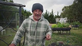 Transplanting Tomato Seedlings